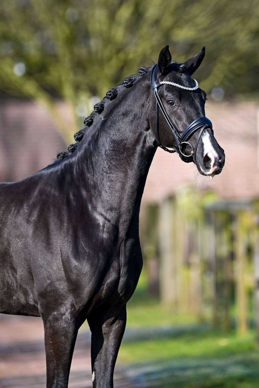 Elden Ring Stallion